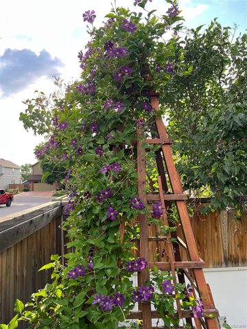 4855 N Sungold Lane, Castle Rock, CO 80109