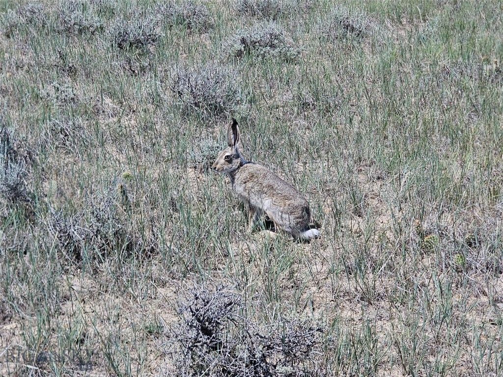 TBD Elk Creek Road, Winnett, MT 59087 photo 13