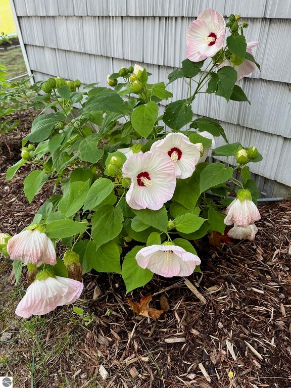 Image 61 of property listing at 481 Lake Drive NE, Kalkaska, MI 49646