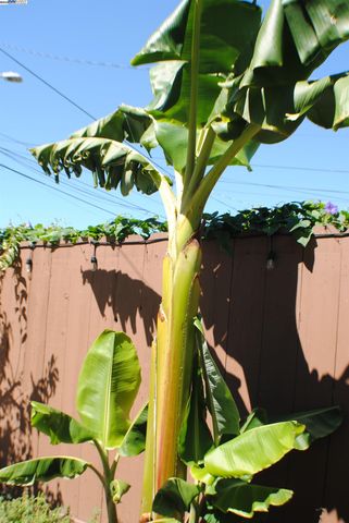 10468 West Court, Oakland, CA 94603