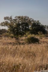 TBD W RR 962, Round Mountain, TX 78663