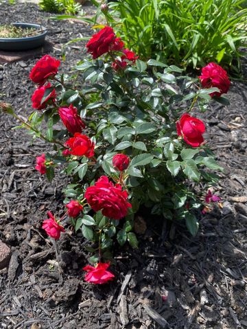 1117 Scenic Court 1117 Scenic Court, Troy, OH 45373