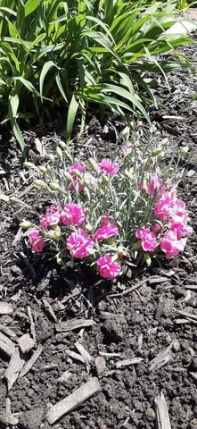 1117 Scenic Court 1117 Scenic Court, Troy, OH 45373