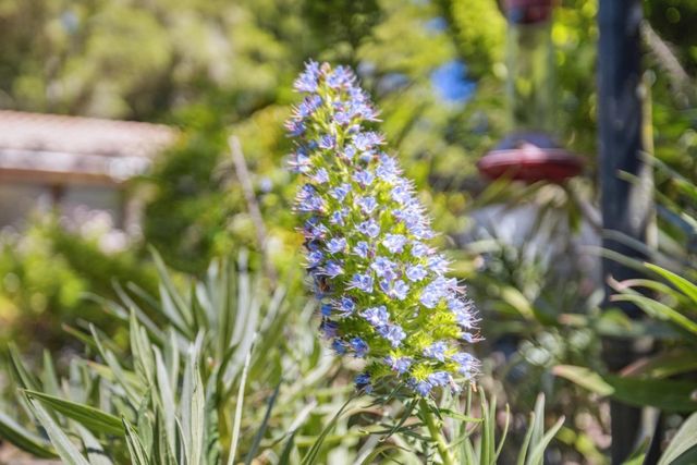 355 Santa Cruz Street, Boulder Creek, CA 95006