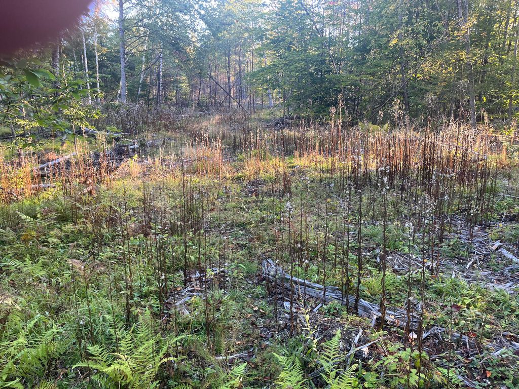 0 Flagg Mill Road, Naples, ME 04055 — photo 2