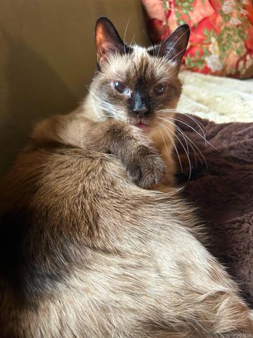 485 WEBSTER Avenue A3, New Rochelle, NY 10801