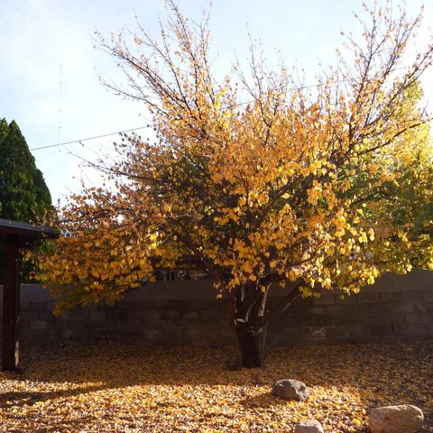 915 Sunset Street, Socorro, NM 87801