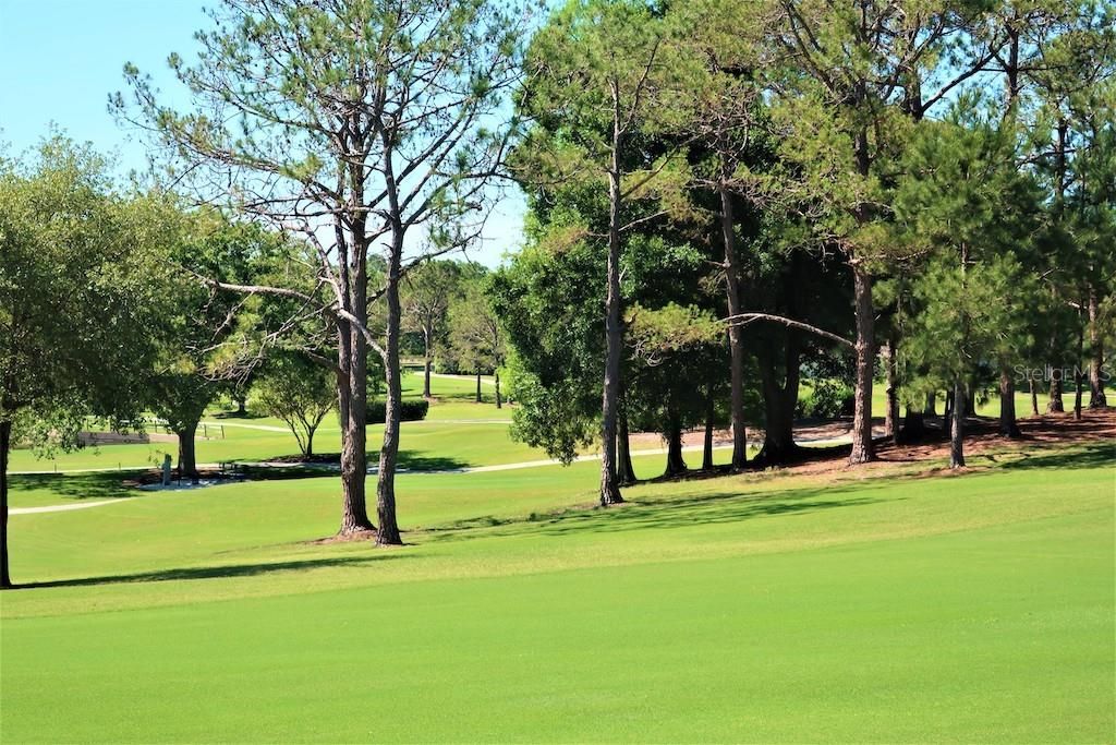 Image 74 of property listing at 1211 TIMBERBROOKE DRIVE, Palm Harbor, FL 34684
