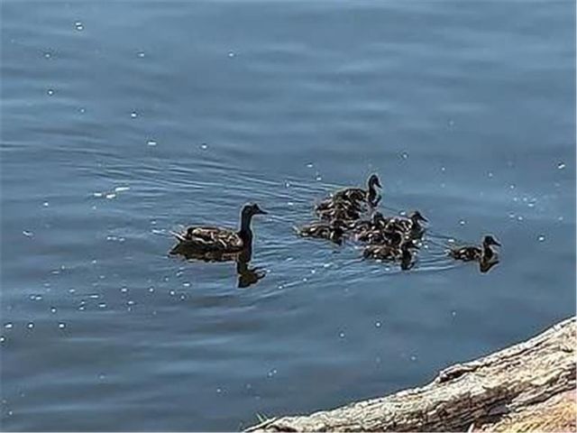 602 S Oak Street, Lake City, MN 55041