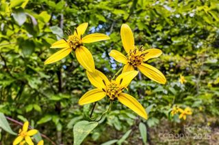 1696 Catawba Falls Parkway 190, Black Mountain, NC 28711