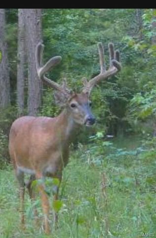 0 Off BCR 810, Glen Allen, MO 63751