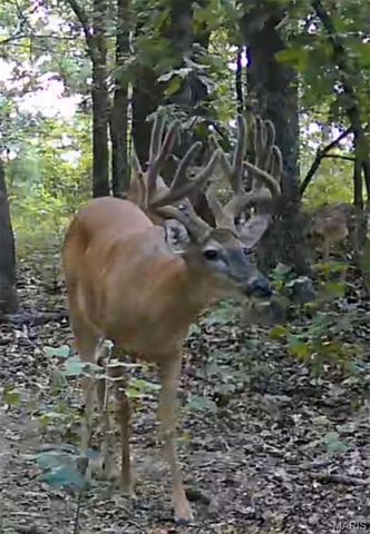 0 Off BCR 810, Glen Allen, MO 63751