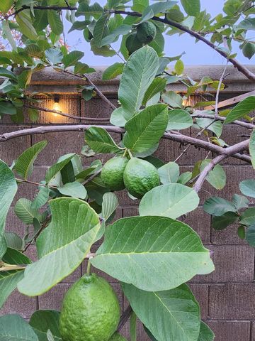 2500 Cottage Pointe Dr, Riverbank, CA 95367