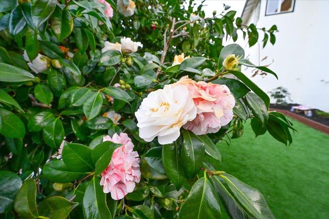 1609 Molitor Road, Belmont, CA 94002