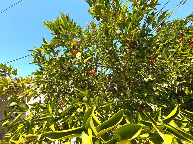 3223 E Madison Avenue, Fresno, CA 93702