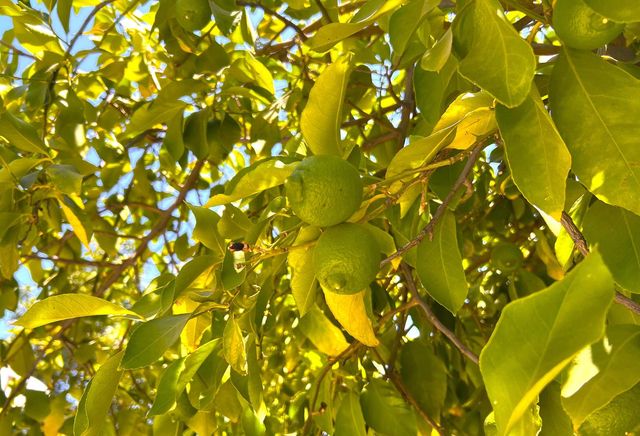 3223 E Madison Avenue, Fresno, CA 93702