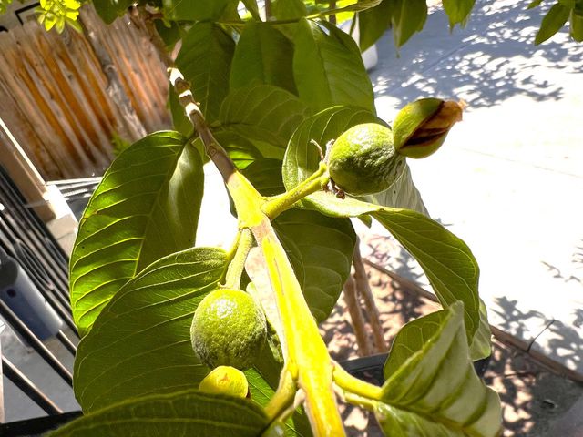 3223 E Madison Avenue, Fresno, CA 93702