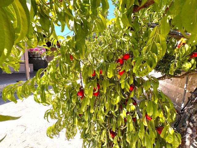 3223 E Madison Avenue, Fresno, CA 93702