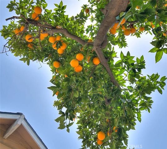 1517 E 19th, Santa Ana, CA 92705