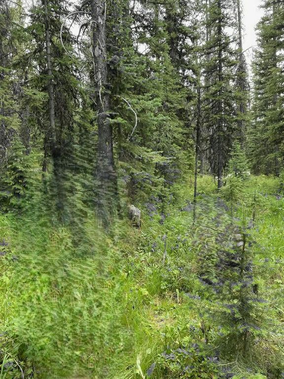 NHN Michael Davitt and the KAN lode Granite mining Road, Philipsburg, MT 59858 photo 3
