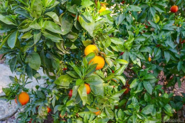 9431 W Lilac Rd, Escondido, CA 92026