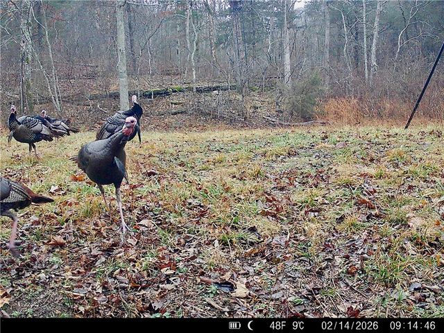 20980 Highway 62, Eureka Springs, AR 72631