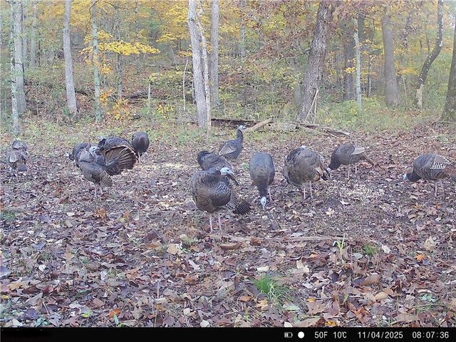 20980 Highway 62, Eureka Springs, AR 72631