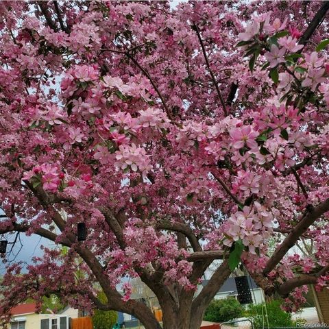 605 6th Street, Windsor, CO 80550