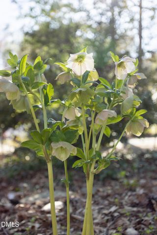 2702 Ashley Street, Durham, NC 27704