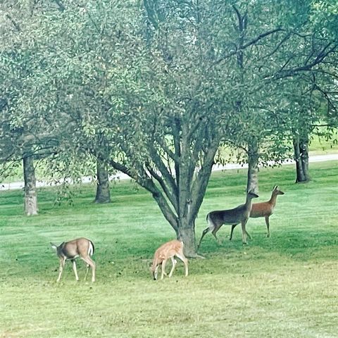 8655 Joeys Drive, Pinckney, MI 48169