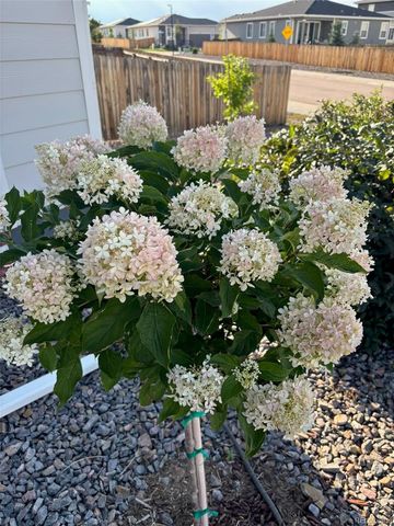 4305 Rapport Drive, Castle Rock, CO 80104