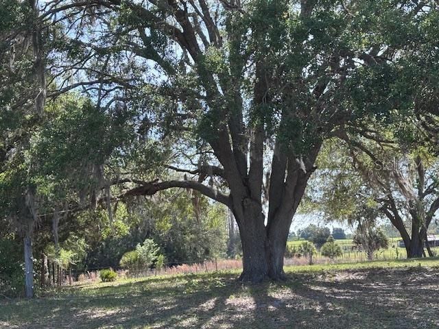 10250 NW 67TH PLACE, Chiefland, FL 32626