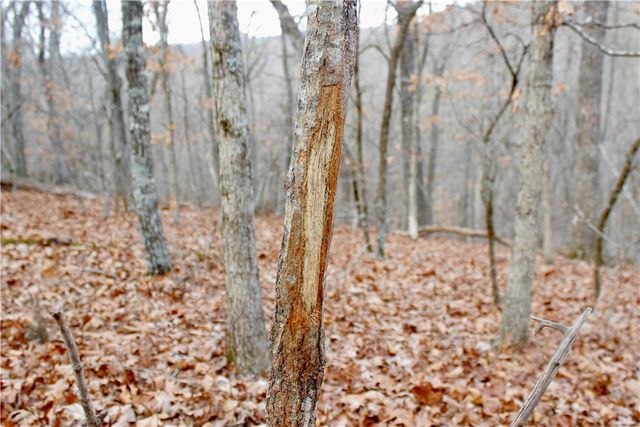 County Road 266, Eureka Springs, AR 72632