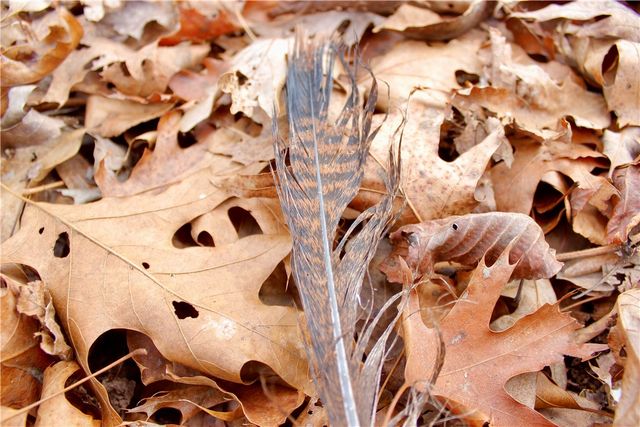 County Road 266, Eureka Springs, AR 72632