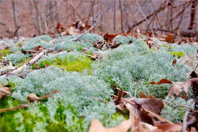 County Road 266, Eureka Springs, AR 72632