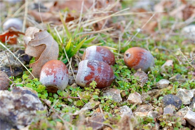 County Road 266, Eureka Springs, AR 72632