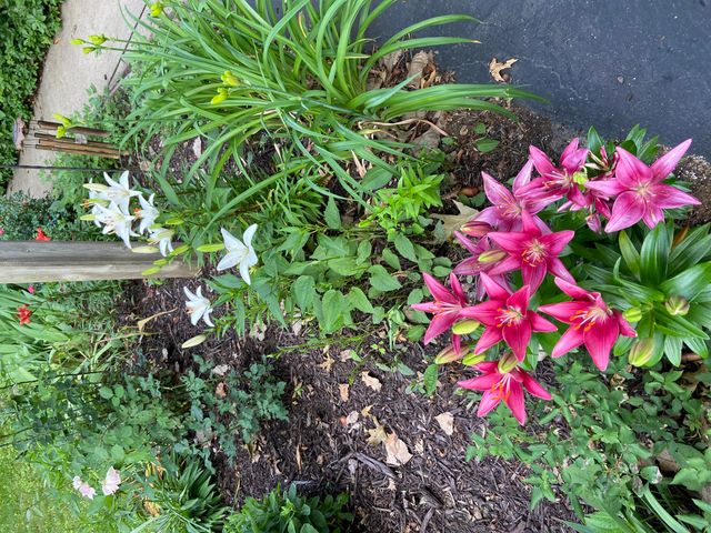 10434 Sourwood Court, Brighton, MI 48114