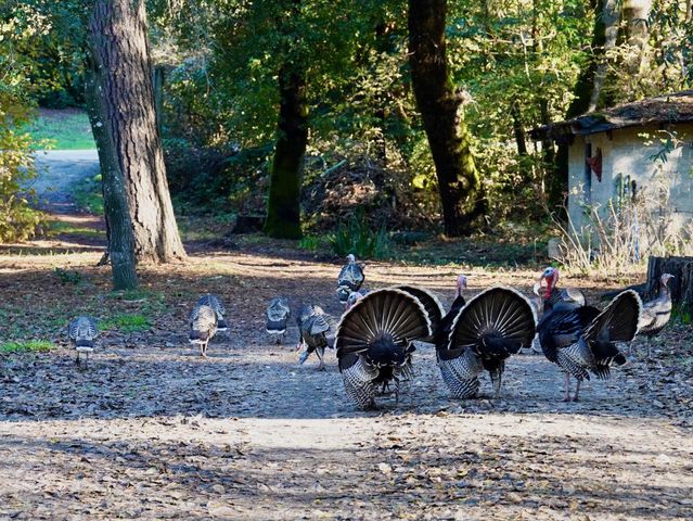 515 Lockhart Gulch Road, Scotts Valley, CA 95066