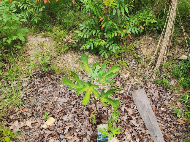 1135 Cane Ridge Rd, Hohenwald, TN 38462