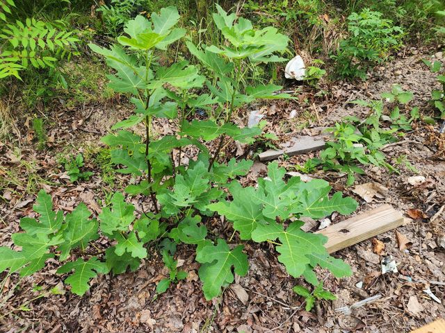 1135 Cane Ridge Rd, Hohenwald, TN 38462