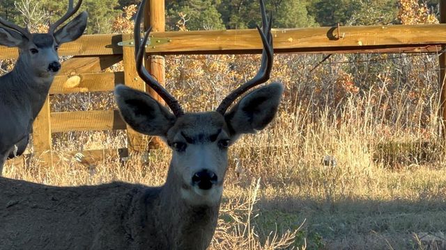 7941 Mount Baldy Dr, Rye, CO 81069