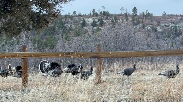 7941 Mount Baldy Dr, Rye, CO 81069