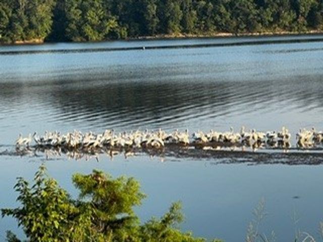 2607 Hardin Bottom River Rd, Clifton, TN 38425