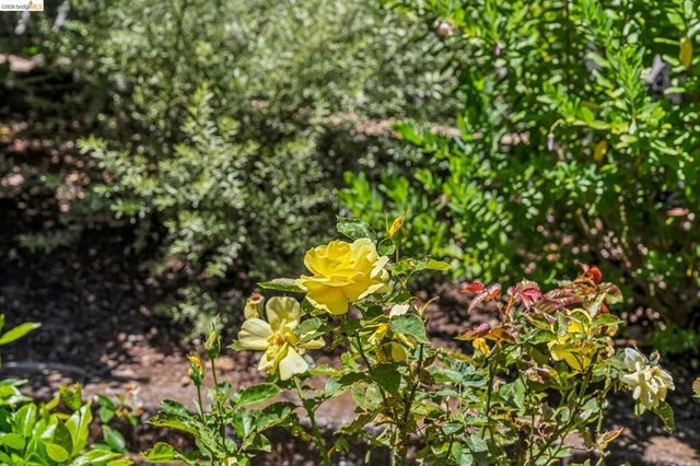 7200 Saroni Dr, Oakland, CA 94611