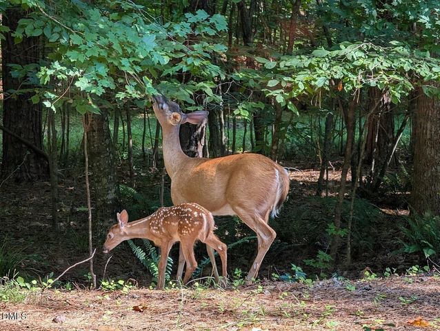 2617 Scarlet Sage Court, Raleigh, NC 27613