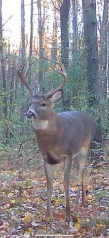 13980 12 Mile, Remus, MI 49340