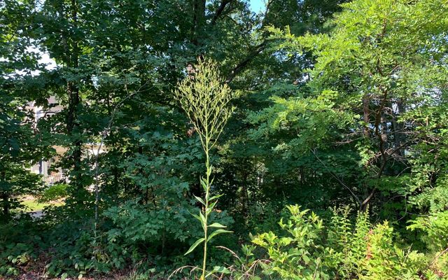 LOT 7 Golden Oaks, Warne, NC 28909