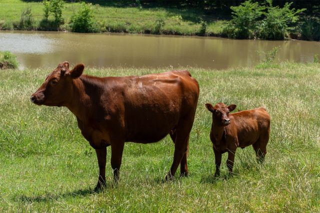 248 -Shaffer Road, Denison, TX 75021