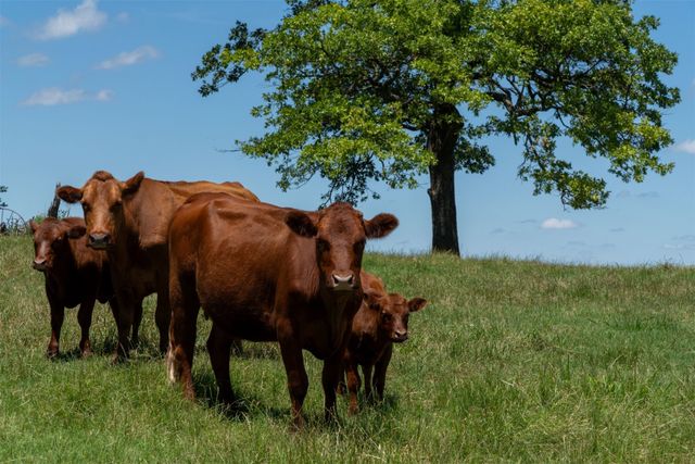 248 -Shaffer Road, Denison, TX 75021