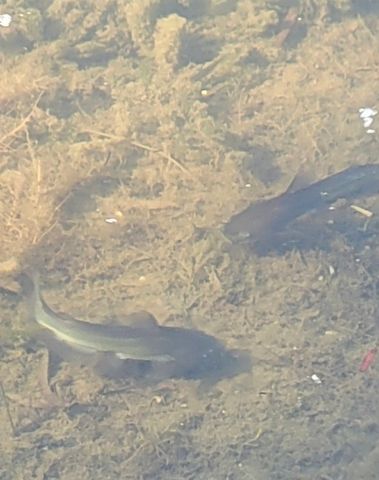 19707 Fm 485, Burlington, TX 76519